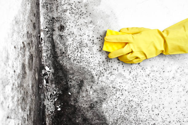 Best Mold Cleaning Services  in Wrightsville, GA
