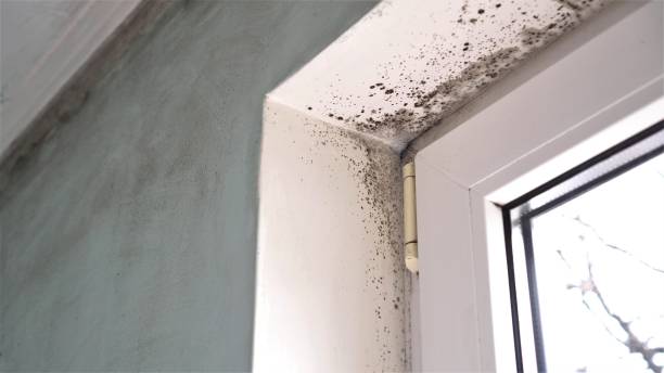 Best Mold Testing  in Wrightsville, GA