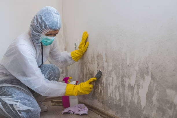 Best Mold Testing  in Wrightsville, GA