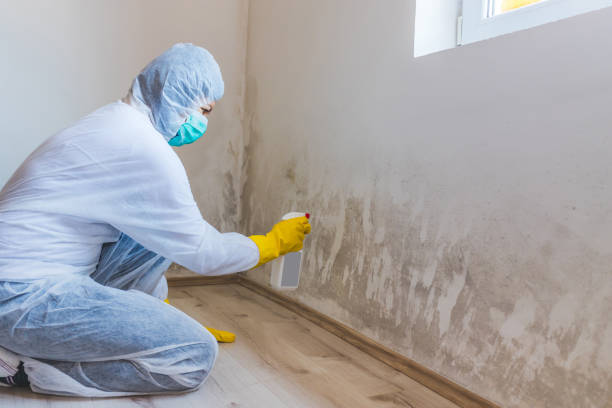 Mold Removal and Inspection in Wrightsville, GA