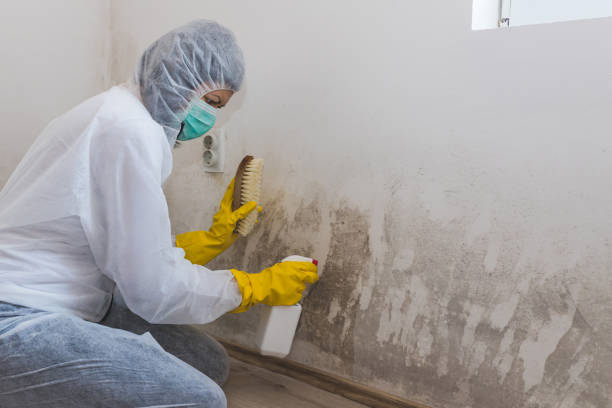 Best Mold Cleaning Services  in Wrightsville, GA