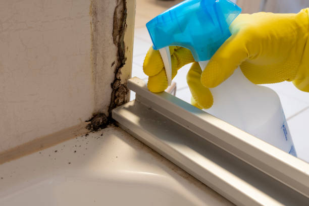 Best Same-Day Mold Removal  in Wrightsville, GA