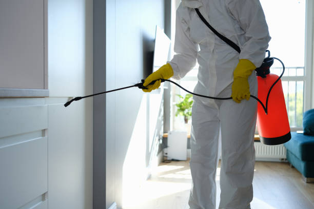 Best Local Mold Removal Service  in Wrightsville, GA