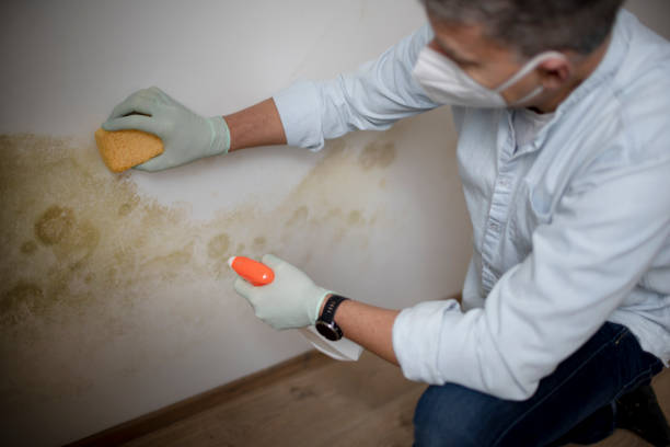 Best Mold Testing  in Wrightsville, GA