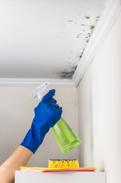 Certified Mold Removal in Wrightsville, GA